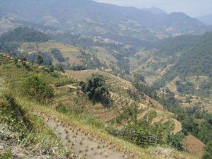 大嶺崗村 大嶺崗村