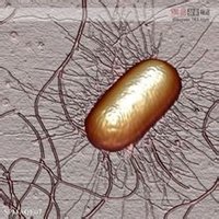 大腸桿菌