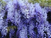 紫藤