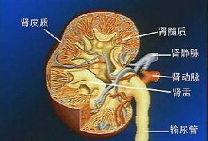腎臟結構圖