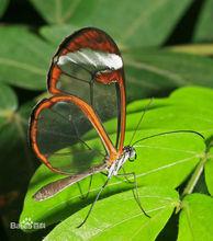 butterfly[蝴蝶的英文表述]