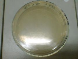 LB培養基 LB培養基