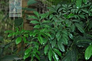 四瓣崖摩 四瓣崖摩