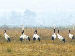 豫北黃河故道濕地鳥類國家級自然保護區