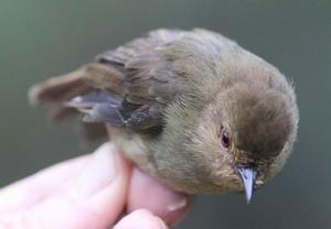 山絲刺鶯 山絲刺鶯