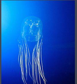 澳洲方水母 澳洲方水母