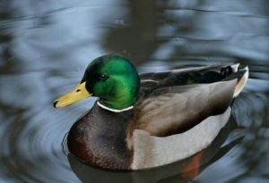 綠頭鴨