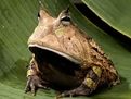 亞瑪遜角蛙 亞瑪遜角蛙