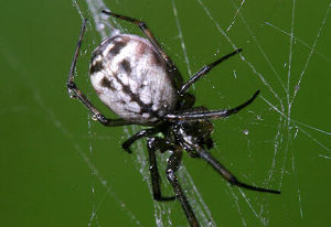 白緣蓋皿蛛 白緣蓋皿蛛