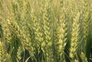 洛旱7號 洛旱7號