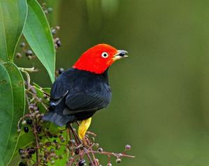 赤頂嬌鶲 赤頂嬌鶲