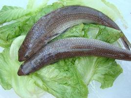 雙斑狗母魚 雙斑狗母魚