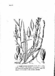 山雞穀草 山雞穀草