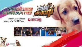 狗狗沖沖沖 狗狗沖沖沖