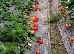 小壁林場草莓採摘基地