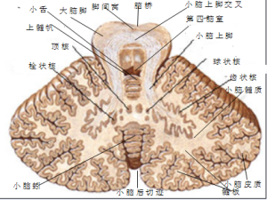 小腦水平切面