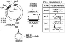 轉基因酵母B肝疫苗 轉基因酵母B肝疫苗