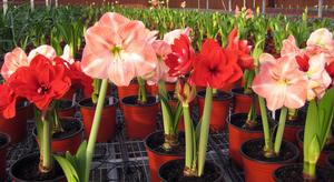 花朱頂紅 花朱頂紅