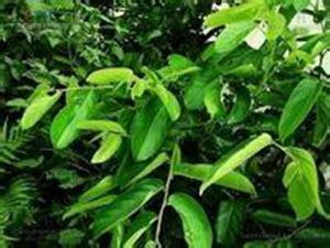 青背葉算盤子 青背葉算盤子