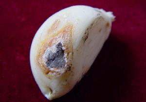 大蒜麴黴病 大蒜麴黴病