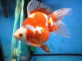 紅白琉金 紅白琉金