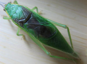 梨綠蛣蛉 梨綠蛣蛉