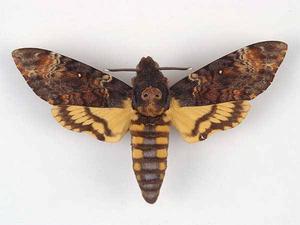 芝麻鬼臉天蛾 芝麻鬼臉天蛾