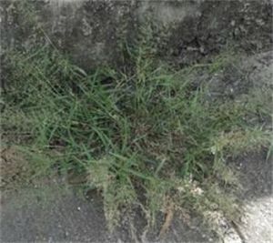 無毛畫眉草 無毛畫眉草