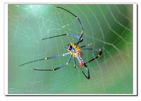 蜘蛛