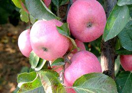 延慶國光蘋果 延慶國光蘋果