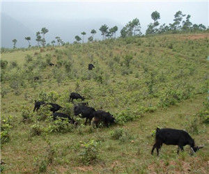 九台山村 九台山村