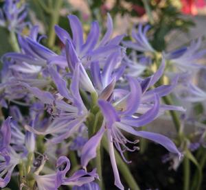 藍晶花（圖片來自網路）