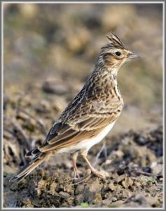 小雲雀喜馬拉雅亞種