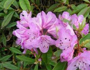 灰褐亮鱗杜鵑(變種) 灰褐亮鱗杜鵑(變種)