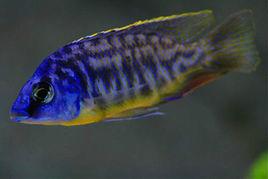 黃肚天使 黃肚天使