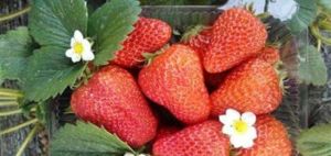 京香採摘園 京香採摘園