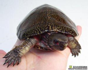 眼斑擬水龜