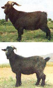 隴東黑山羊 隴東黑山羊