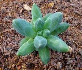 千代田之松 千代田之松