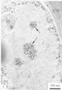 水稻東格魯球狀病毒