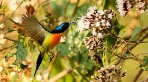 太陽鳥[鳥綱動物]