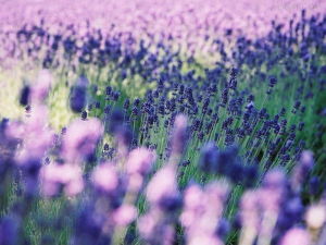 普羅旺斯薰衣草