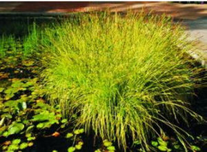 匿鱗苔草 匿鱗苔草