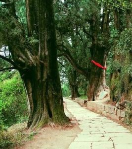 綿陽翠雲廊 綿陽翠雲廊