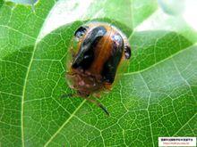 泡桐葉甲（圖二）