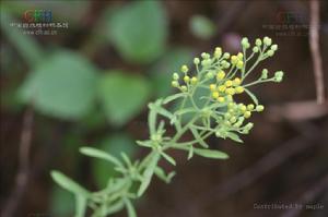 勁直白酒草 勁直白酒草