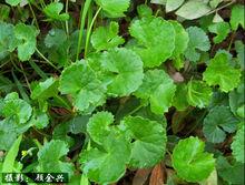 積雪草[傘形科植物]