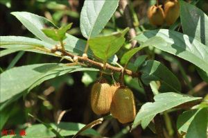 長葉獼猴桃（原變種）