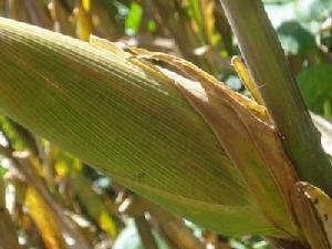 光岩村農村經濟－玉米<a name="ref_[7]"></a>