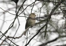 黃褐食籽雀 黃褐食籽雀